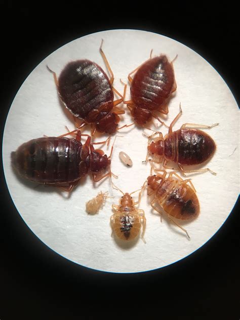 How Do Bed Bugs Get In Your Bed Variety