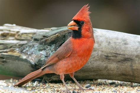 Attract Cardinals To Your Yard