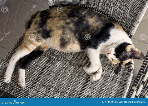 Pregnant Cat Is Sleeping On The Chair Stock Photo Image Of Floor