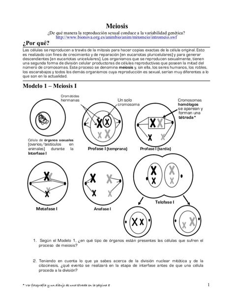 Meiosis Guía Para 2º Medio Biología Basada En Modelos