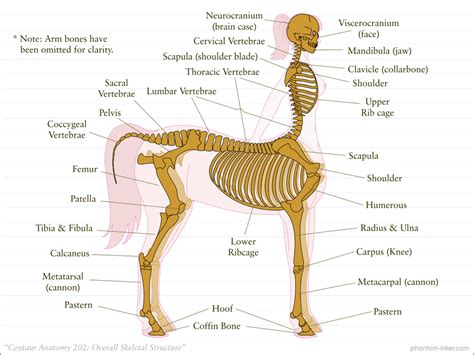 The liver supports almost every organ in the body and is necessary for survival. Centaur Anatomy 202: Overall Skeletal Structure by phantom-inker | Centaur, Anatomy