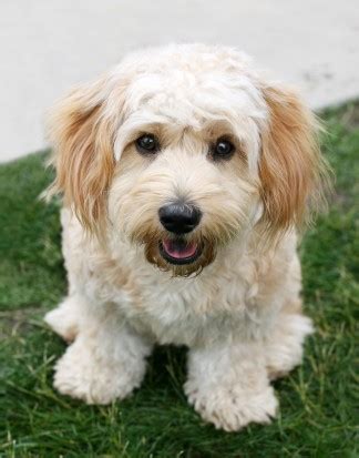 Visit our website to see the latest litters and read all about adorable cavachons. All about the Cavachon dog | Pets4Homes