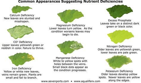 Preventing Mineral Deficiencies with AquaLife Plant Supplements