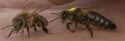 Queen Bees For Sale Naturally Mated Or Artificially Inseminated