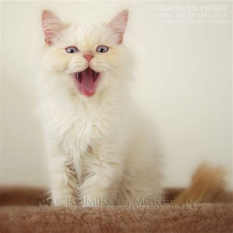 Please send me a message to learn more. Flame Point Himalayan Cat #cute #kitten #kitty #cat ♥♥♥♥ ...