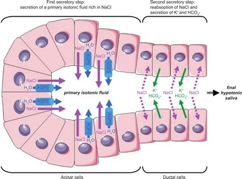 Anatomy Of Salivary Glands Physiology Of Saliva Production And Images
