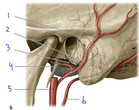 Facial Artery Occipital Artery And Posterior Auricular Artery And