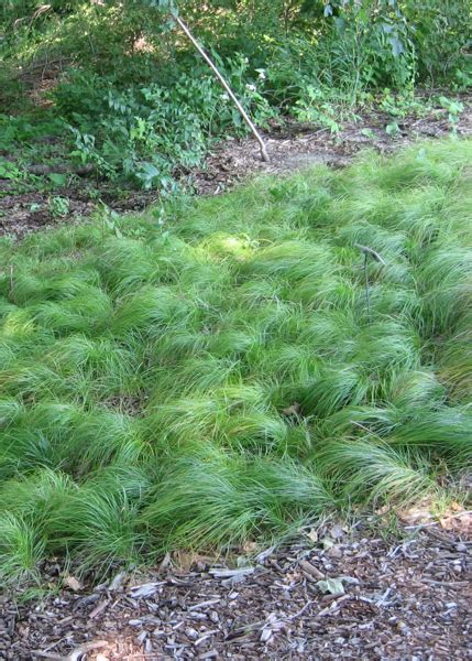 37 Pennsylvania Sedge Gardening With Native Grasses In Cold Climates