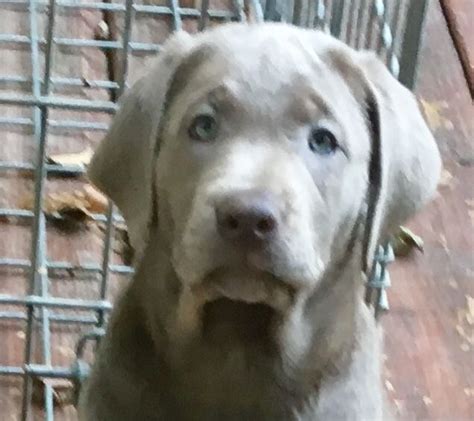 We are conveniently located in northern connecticut and breed only akc registered/registrable miniature dachshund puppies. Labrador Retriever Puppies For Sale | Norwalk, CT #284144