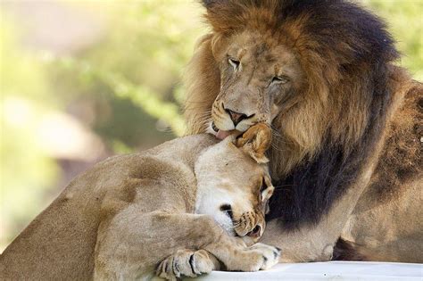 Lion Kiss Lion Love Lion Lioness Wild Animal Park