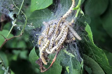 Fall Webworm Control How To Get Rid Of Fall Webworms Easily