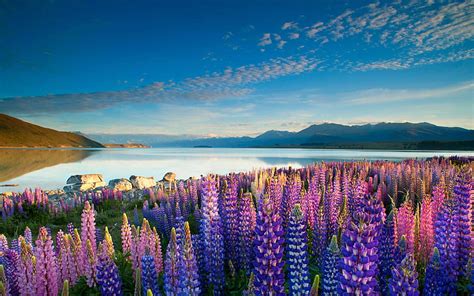 Hd Wallpaper Colorful Flowers Lupins Lake Tekapo Mountains Sky With