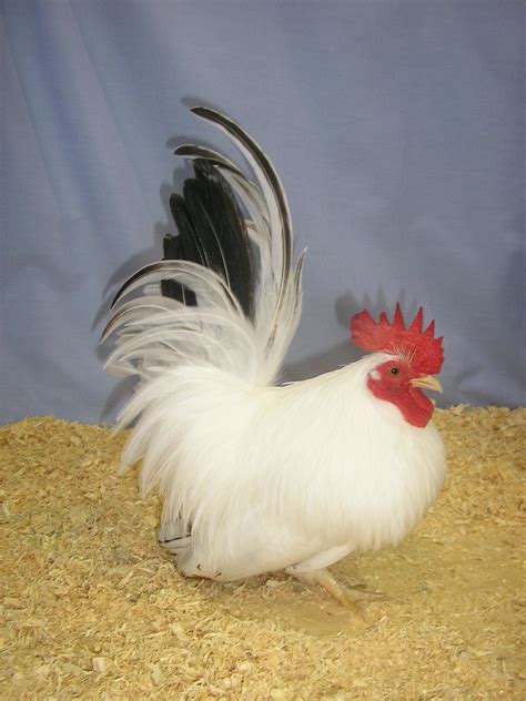 Japanese Poultry Hub Pet Chickens Fancy Chickens Chicken Breeds