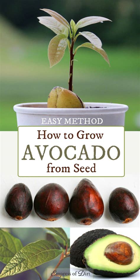 How To Grow An Avocado From Seed Easy Method Empress Of Dirt