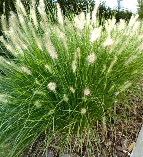 Prolifically reseeds if allowed to do so. Pennisetum alopecuroides Hameln / Fountain Grass ...
