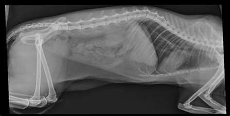 Megacolon in cats is characterised by a very dilated and distended colon that is impacted with faeces. health - How can I encourage my cat to eat after treated ...