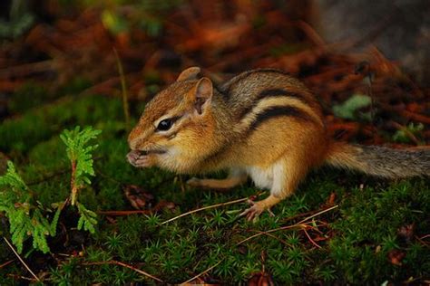 97 Best Chipmunks Images On Pinterest Squirrels