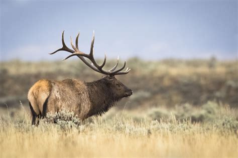 Grand Teton National Park Bull Elk