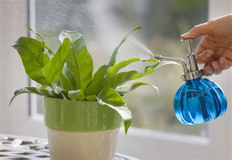 How To Not Kill Your Houseplants With Too Much Water