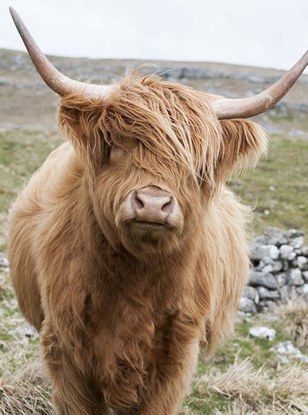 Out On The Hills Highland Cow In The Yorkshire Dales Photographic Print