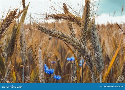 Wheat Field With Cornflowers Floral Background Agriculture Stock