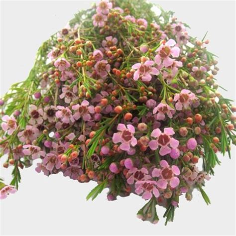 Pink Filler Flowers Bulk Pack Wholesale Blooms By The Box