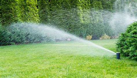Learn the fall watering guide fundamentals of when and how to water your grass, including tips for maintenance during this transition to winter. Celebration Bermudagrass® - Sod Solutions