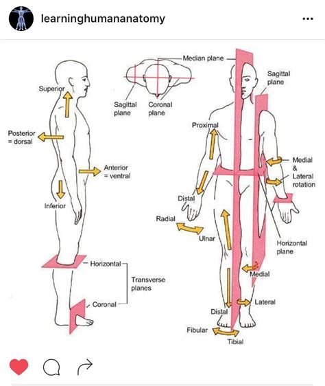 Anatomy Directions Human Anatomy And Physiology Body Anatomy