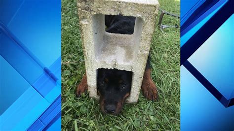 Florida Firefighters Rescue Dog Trapped In Cinder Block