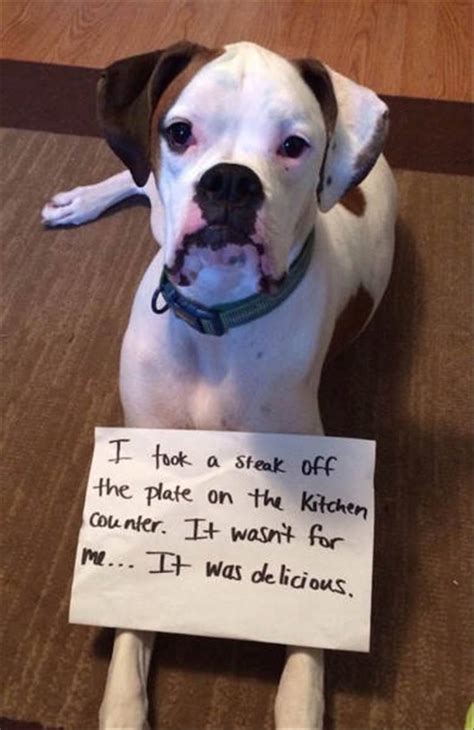 Funny Dog Shaming Picture Dump 22 Pics