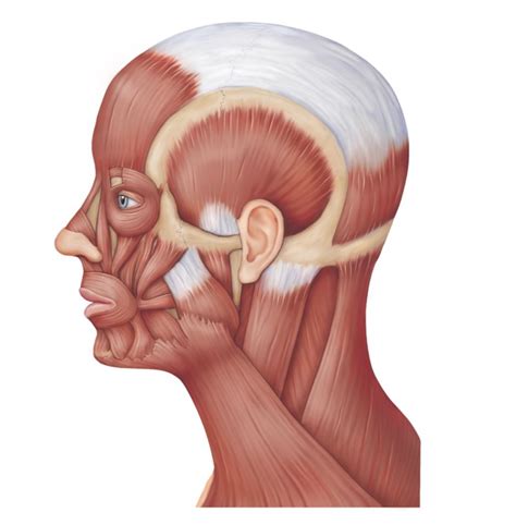 Anatomy Lab Muscles Of Facial Expression Diagram Quizlet