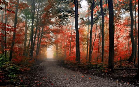 path-in-the-foggy-autumn-forest-hd-desktop-wallpaper-widescreen