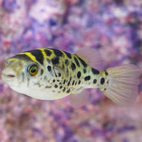 Green Spotted Puffer Puffer Fish For Brackish Aquariums