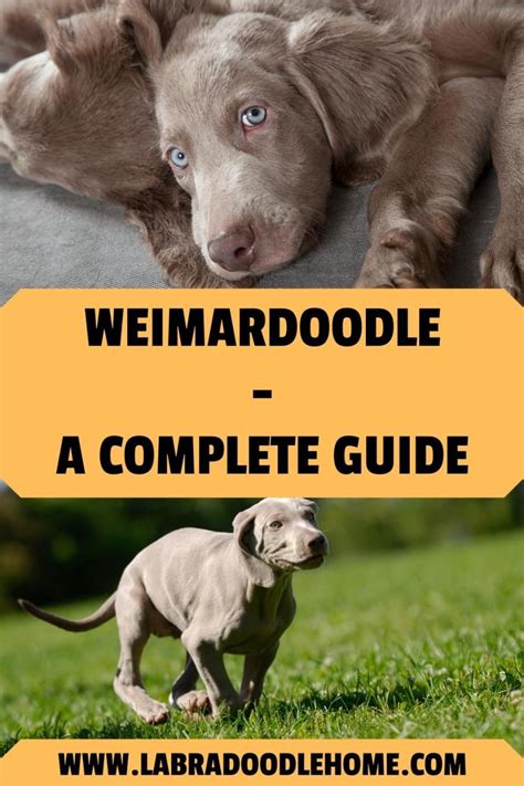 Weimardoodle Updated 2022 A Complete Guide Labradoodle Home