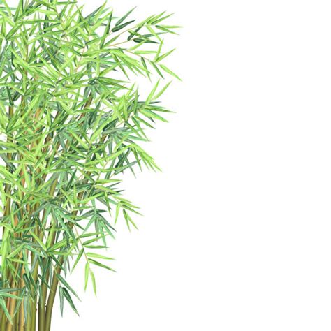 Bambou Fond Blanc Vectoriels Et Illustrations Libres De Droits Istock