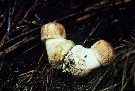 Fungos De Gallaecia Y Norte De Lusitania Agaricus Bisporus Silvestres