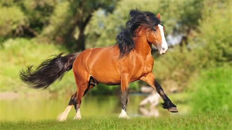 Russian Heavy Draft Horse Facts And Information Breed Profile Ahf