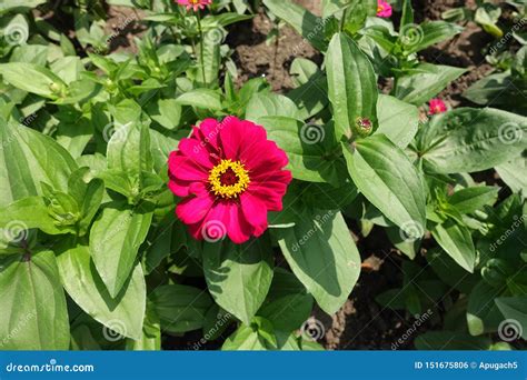Flower Head In The Leafage Of Magenta Colored Zinnia Stock Photo