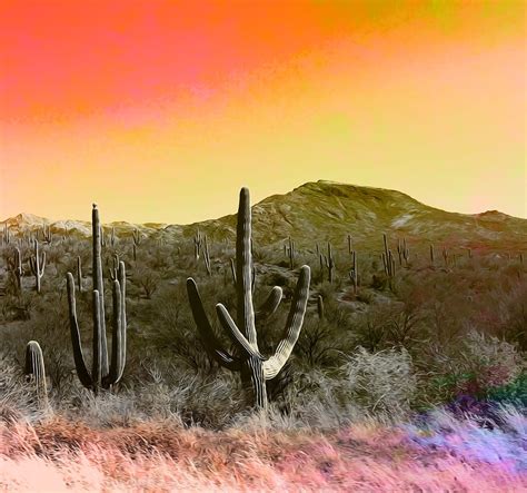 Cactus Arizona Desert Free Image On Pixabay