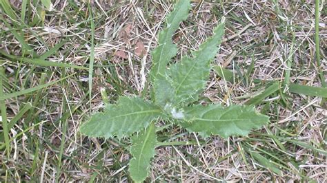 Weed Identification Guide Which Weeds Have Infiltrated Your Lawn