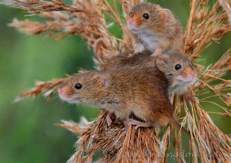 Images Naturally Harvest Mice