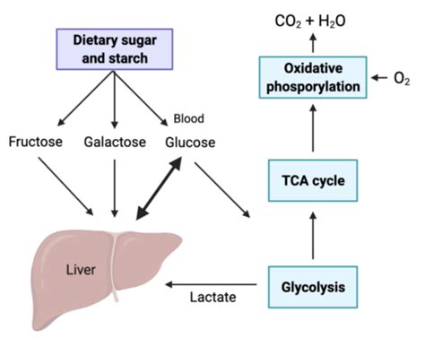 Carbohydrate Metabolism And The Control Of Blood Glucose Flashcards Quizlet