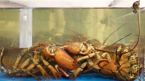 Lobster Fishing Season Kicks Off In Southwest Nova Scotia The Signal