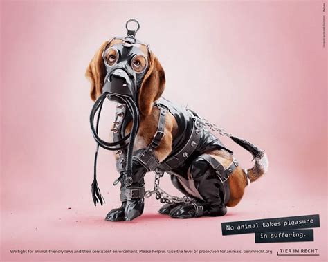 Bold Anti Animal Cruelty Campaign Uses Provocative Images To Convey