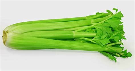 Home › celery (daun saderi) ~1kg/pkt. Benefits And Nutrition Of Celery (Apium Graveolens) For ...