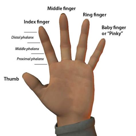 Know Your Index Finger Astrogurukul