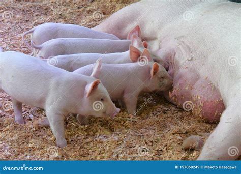 A View Of Piglet Drinking Their Mother S Milk Stock Image Image Of