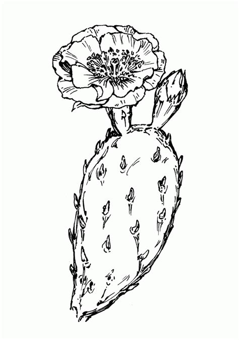 Opuntia Humifusa Eastern Prickly Pear Go Botany Coloring Home