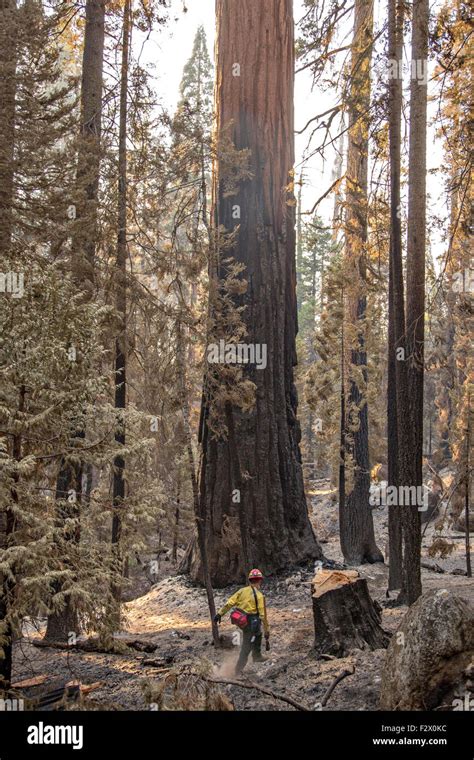 Charred Trunk Of A Giant Sequoia Tree Damaged By The Rough Fire In The