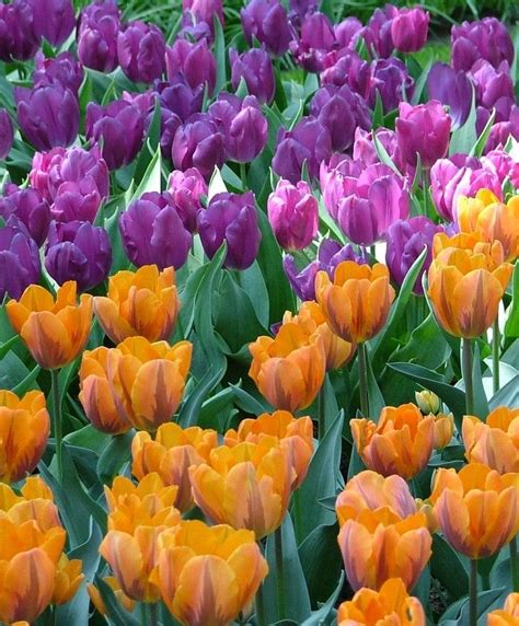 Tulip Purple Prince Single Early Tulips Flower Bulbs Index Bulb